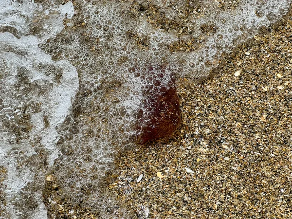 Brown Jellyfish Sandy Seashore — Zdjęcie stockowe
