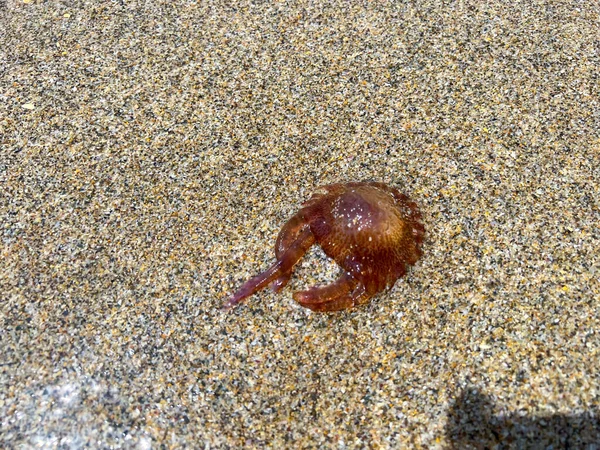 Brown Jellyfish Sandy Seashore — Stock Photo, Image