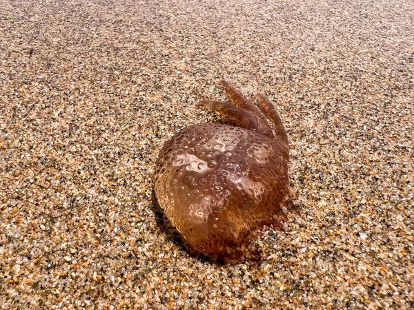 Brown Jellyfish Sandy Seashore — Zdjęcie stockowe