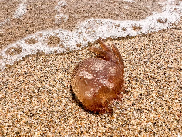 Brown Jellyfish Sandy Seashore — Stok fotoğraf