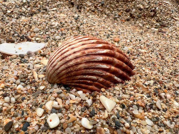 Muszla Morska Piaszczystej Plaży — Zdjęcie stockowe