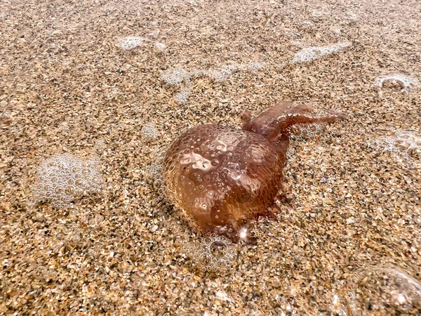 Brown Jellyfish Sandy Seashore — Zdjęcie stockowe