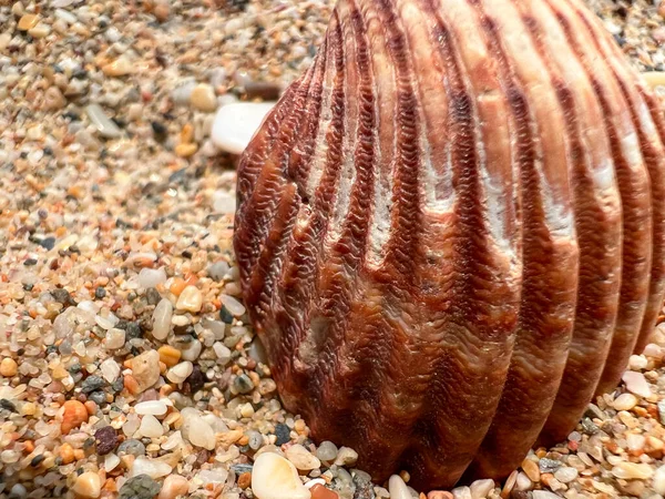 Kumsalda Deniz Kabuğu — Stok fotoğraf