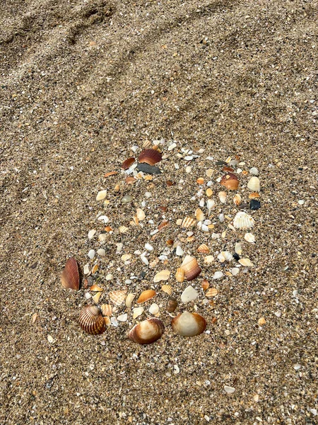 Seashell Collection Sandy Beach — Stok fotoğraf