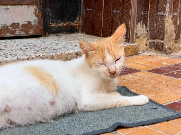 Street Cat Laying Small Rug — Stock Photo, Image