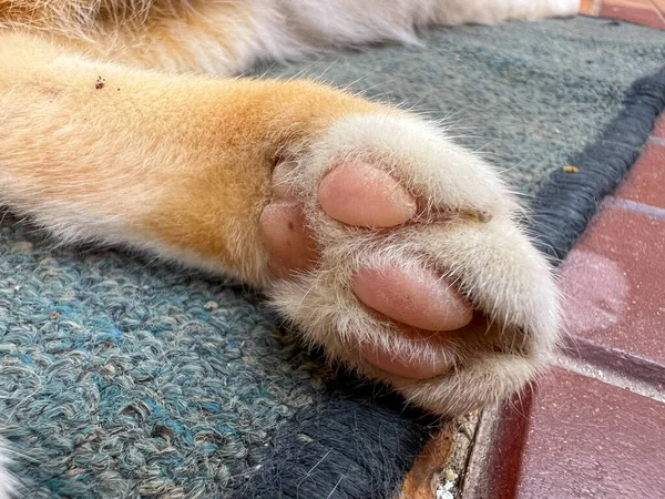 Closeup Cat Pink Pads — Fotografia de Stock