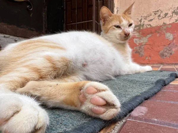 Street Cat Laying Small Rug — Stock Photo, Image