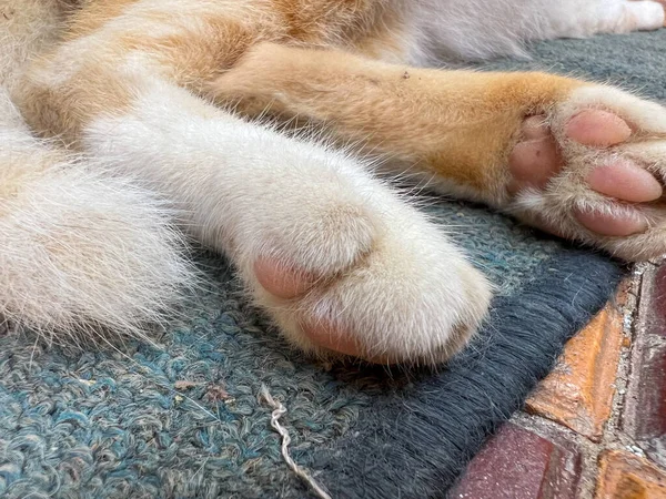 Closeup Cat Pink Pads — Foto de Stock