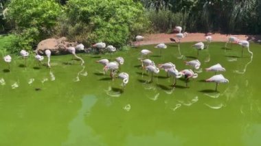 A flock of pink African flamingos in a water pond