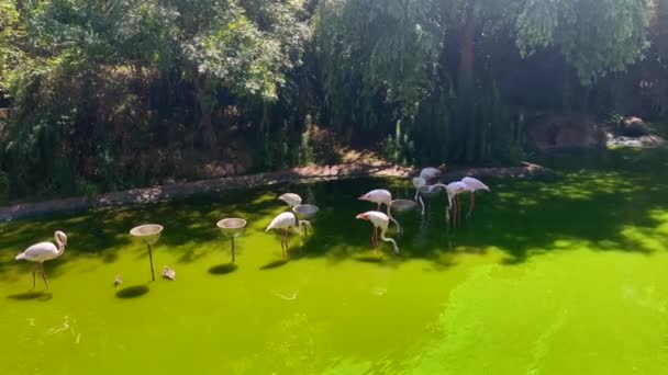 Flock Pink African Flamingos Water Pond — 图库视频影像