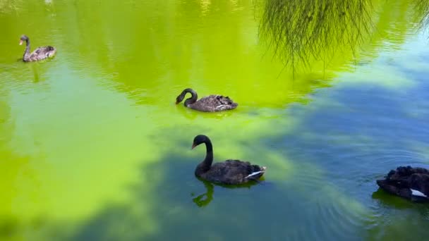 Group Geese Swimming Green Water Pond — Stock videók