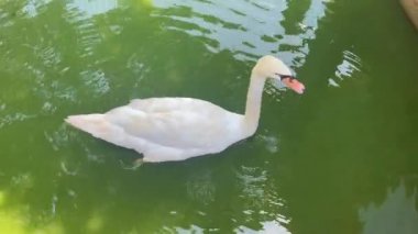 White swan drinking water while floating on a pond