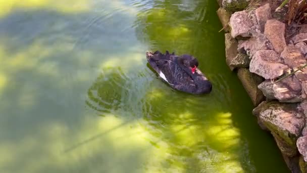 Single Goose Cleaning Her Feathers While Floating Green Water Pond — Wideo stockowe