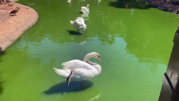 Group White Swans Standing Middle Water Pond — Video