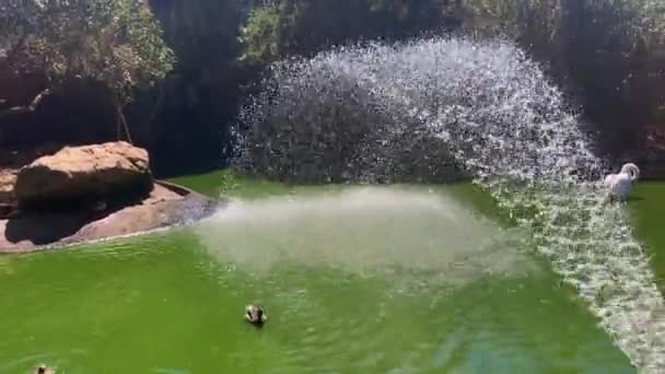 Group White Swans Ducks Swimming Middle Water Pond — Vídeo de Stock