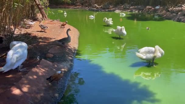 Group White Swans Standing Middle Water Pond — Stock Video