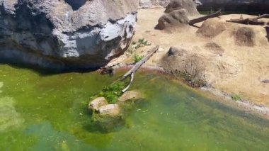 River Otter swimming on a water pond in a ZOO