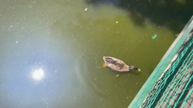 Wild Mallard duck swimming on a water pond