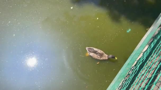 Wild Mallard Duck Swimming Water Pond — Stok video