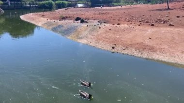 Wild Mallard ducks swimming on a water pond
