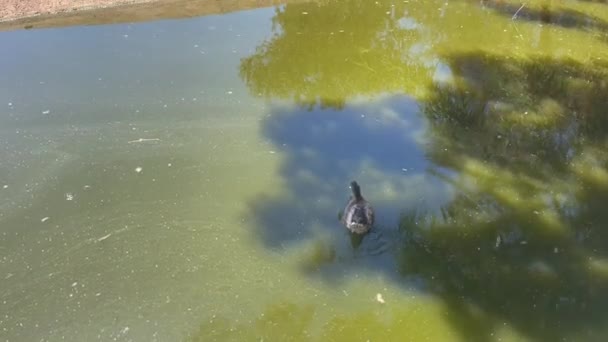 Wild Mallard Duck Swimming Water Pond — Stock Video