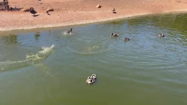 Wild Mallard Ducks Swimming Water Pond — стоковое видео