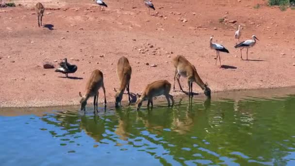 Group Desert Gazelles Drinking Water Pond — Stockvideo