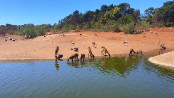 Group Desert Gazelles Drinking Water Pond — Wideo stockowe