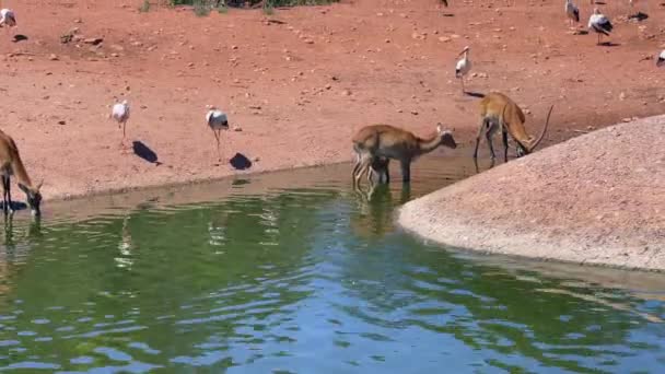 Group Desert Gazelles Drinking Water Pond — Stockvideo