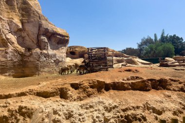 Group of Mouflon sheep in the ZOO