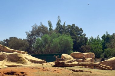 Group of Mouflon sheep in the ZOO