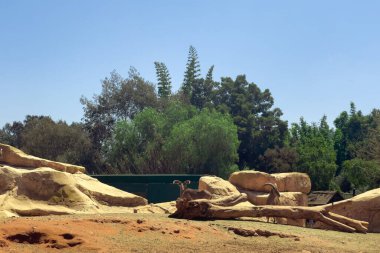 Group of Mouflon sheep in the ZOO