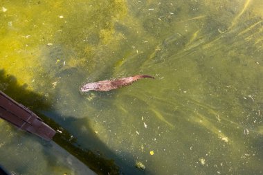 River Otter swimming on a water pond in a ZOO