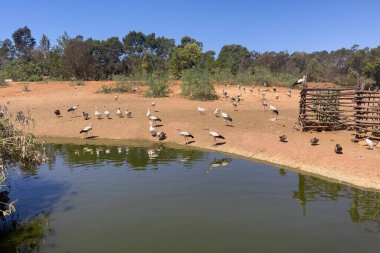 Stork birds standing on the land by the water in the ZOO