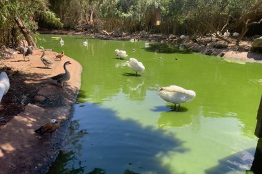 Group of white swans standing in the middle of a water pond