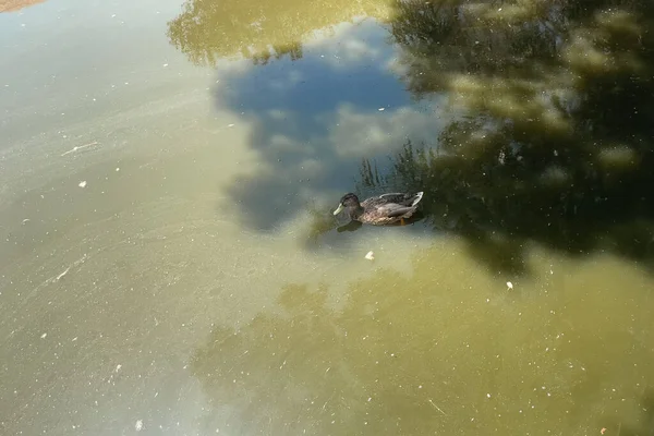 Wild Mallard Duck Swimming Water Pond - Stock-foto