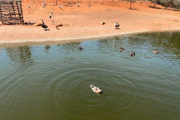 Wild Mallard Ducks Swimming Water Pond — Fotografia de Stock