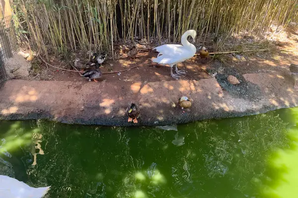 White Swan Standing Ground Other Ducks — Foto Stock