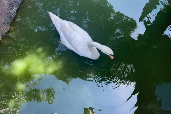 White Swan Drinking Water While Floating Pond — Stock Photo, Image