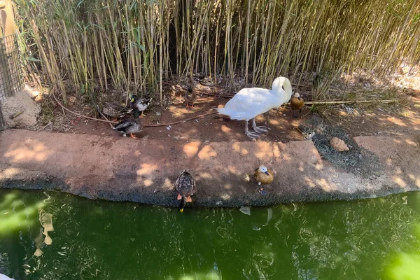 White Swan Standing Ground Other Ducks — 图库照片