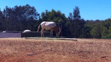Oryx beisa grazing in the ZOO