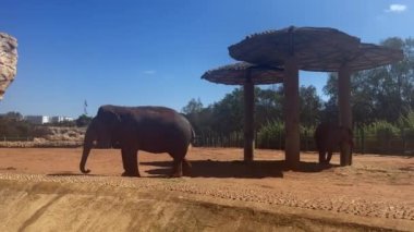 Two African elephants in the ZOO