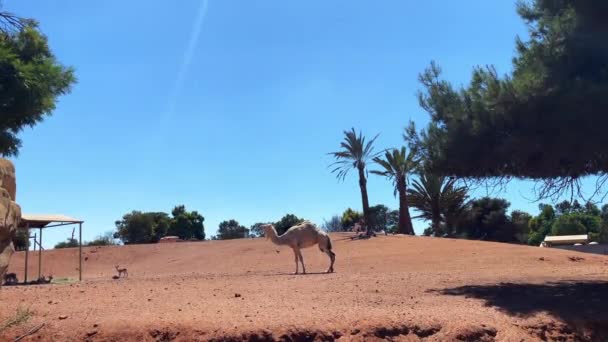 White African Camel Walking Zoo — Stockvideo