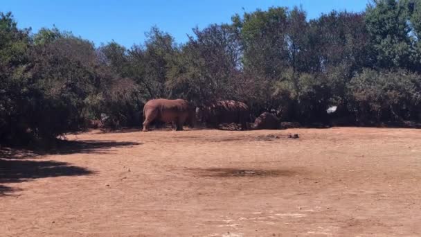 White Rhinoceros Animals Zoo — Stok video