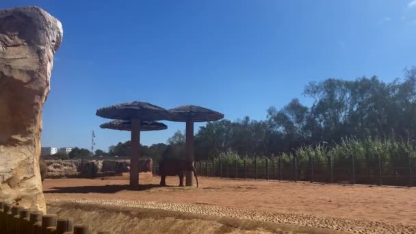 Two African Elephants Zoo — Stock Video