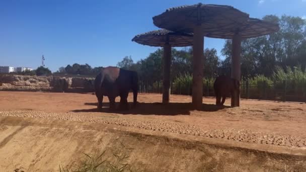 Two African Elephants Zoo — Stock Video