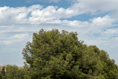 Arkaplanda bulutlu gökyüzü olan yeşil ağaç