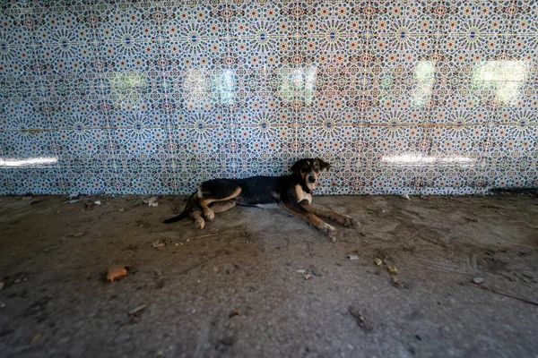 Cane Sdraiato Con Muro Mosaico Sullo Sfondo — Foto Stock