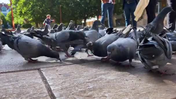 Flock Pigeons Feeding Ground Public Square — Stock Video