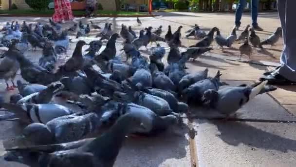 Rebanho Pombos Que Alimentam Solo Uma Praça Pública — Vídeo de Stock
